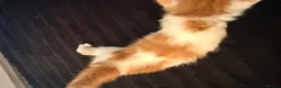 Mixed Breed cats for sale: 5 mixed colour kittens for sale - Advert 16