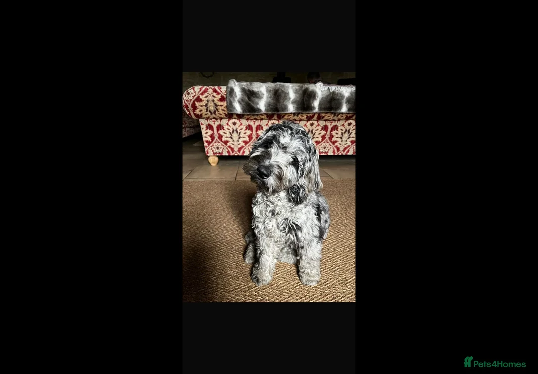 Cockapoo dogs for sale: QUALITY COCKERPOO PUPS .HEALTH TESTED 5 star  - Advert 10
