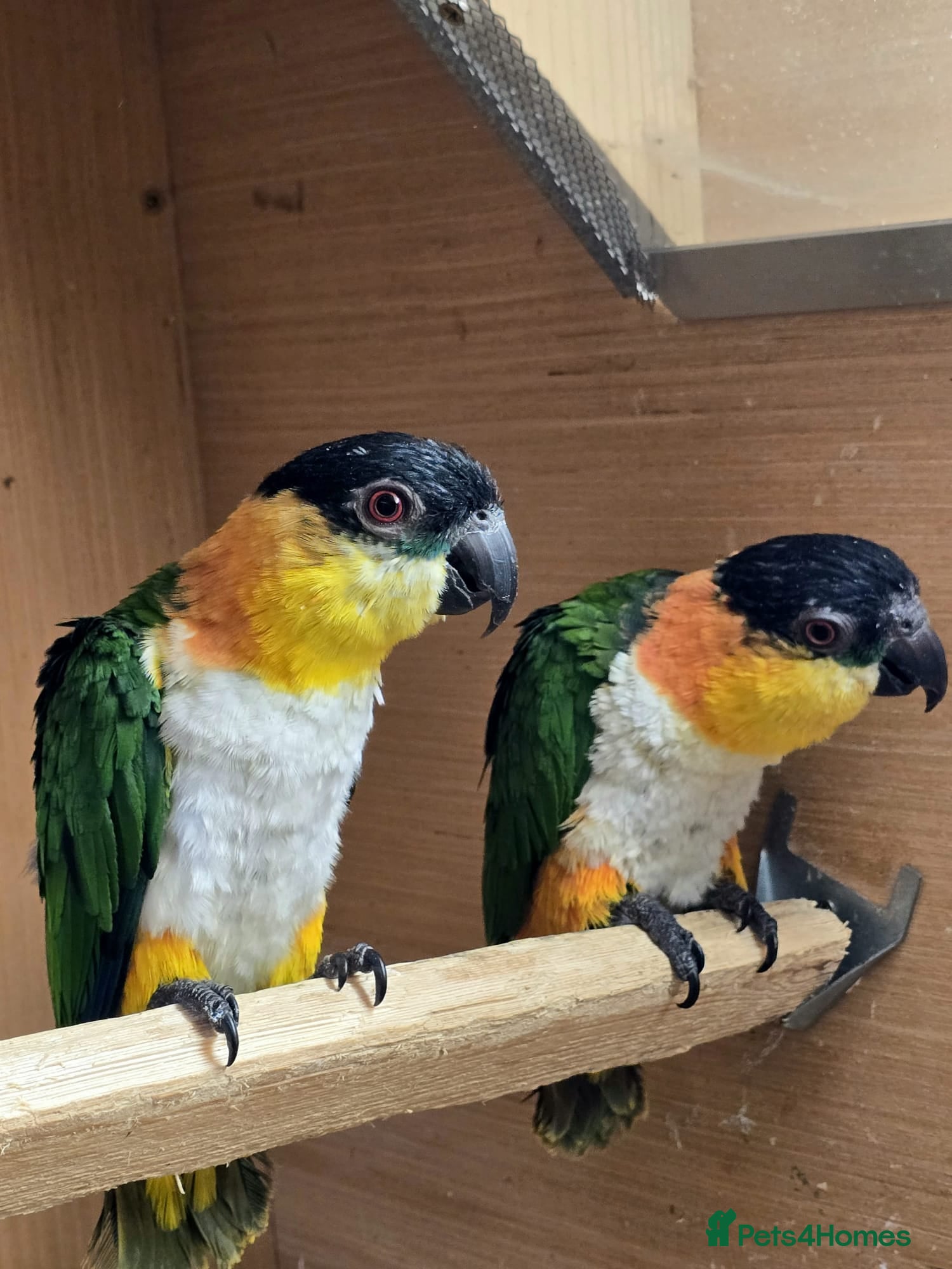 Parrots birds Black Headed Caiques - bonded pair - dna sexed - Advert 1