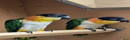 Parrots birds for sale: Black Headed Caiques - bonded pair - dna sexed - Advert 1