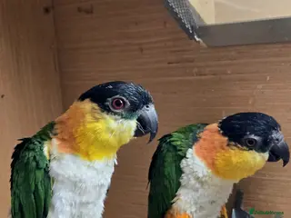Parrots birds Black Headed Caiques - bonded pair - dna sexed - Advert 4