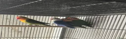Mixed Breed birds for sale: Cage n aviary birds  - Advert 9