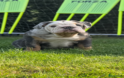 English Bulldog dogs for sale: Ready now!!! The perfect bulldog! - Image 1