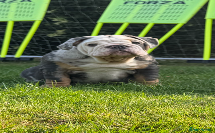 English Bulldog dogs - Advert 4