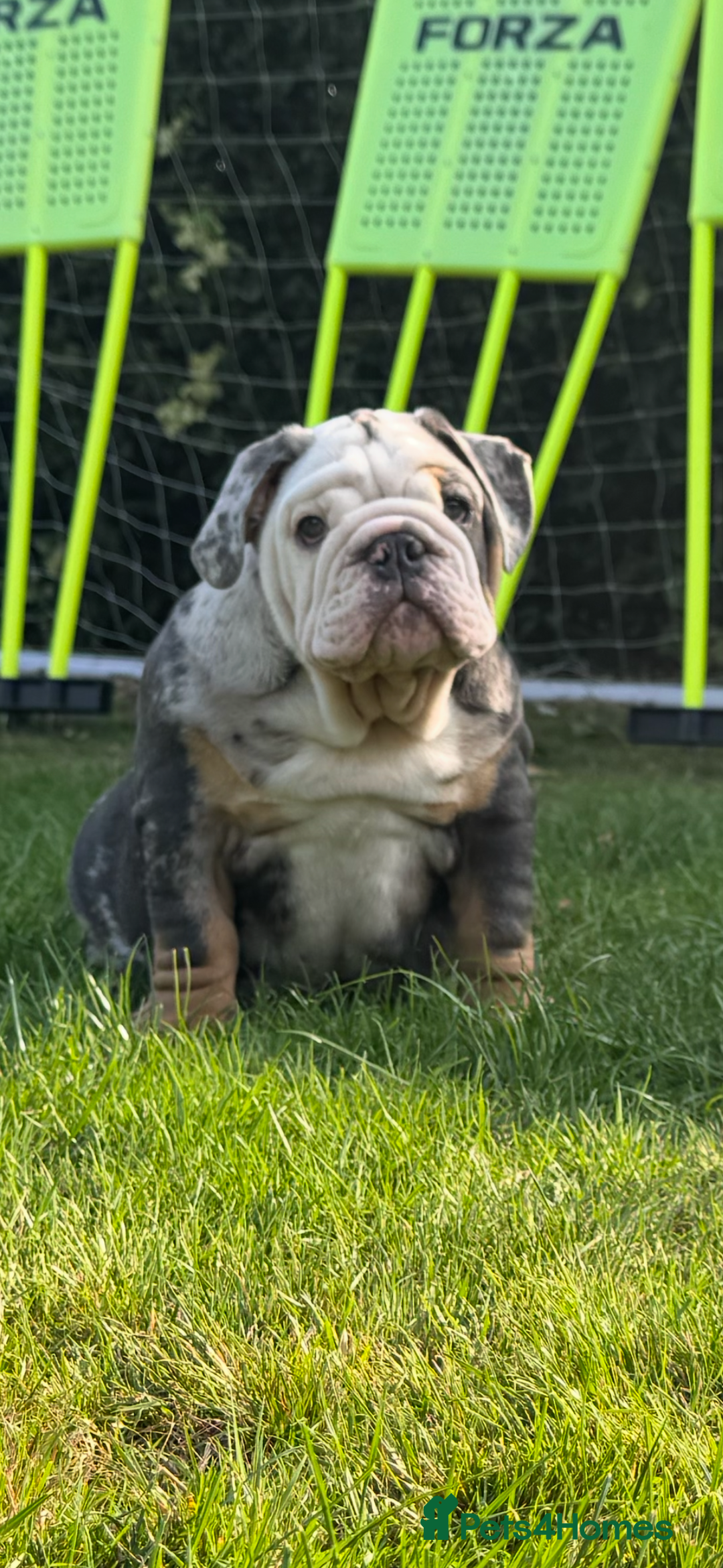 English Bulldog dogs for sale: Ready now!!! The perfect bulldog! - Image 1