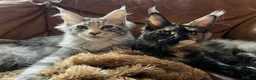 Maine Coon cats for sale: 🐾 Stunning GCCF registered Maine Coon kittens 💕 - Advert 1