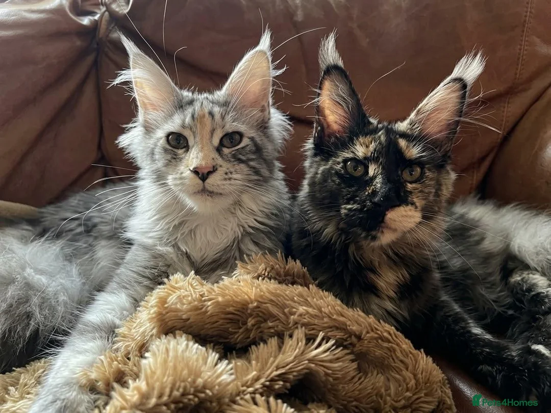 Maine Coon cats for sale: 🐾 Stunning GCCF registered Maine Coon kittens 💕 - Advert 1