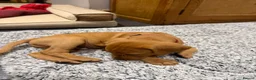 Labrador Retriever dogs for sale: Fox Red Labrador puppy’s  in Bedford - Advert 7