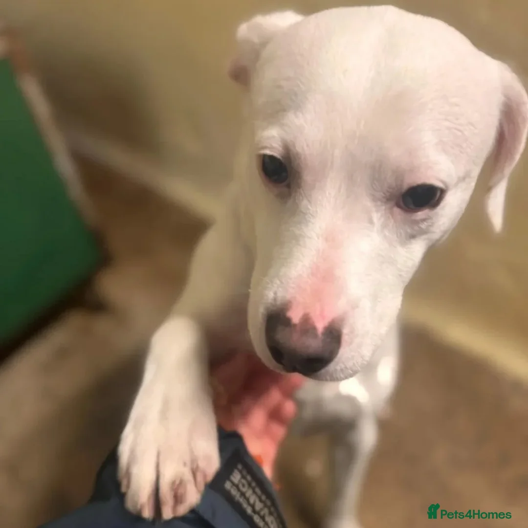 Mixed Breed dogs for adoption: Aspen (white beagle mix) - Advert 6