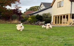 Maltipoo dogs for sale: 🌟LAST 2🌟 Black+White Boy 🐼 Biscuit+White Girl🍪 - Image 2