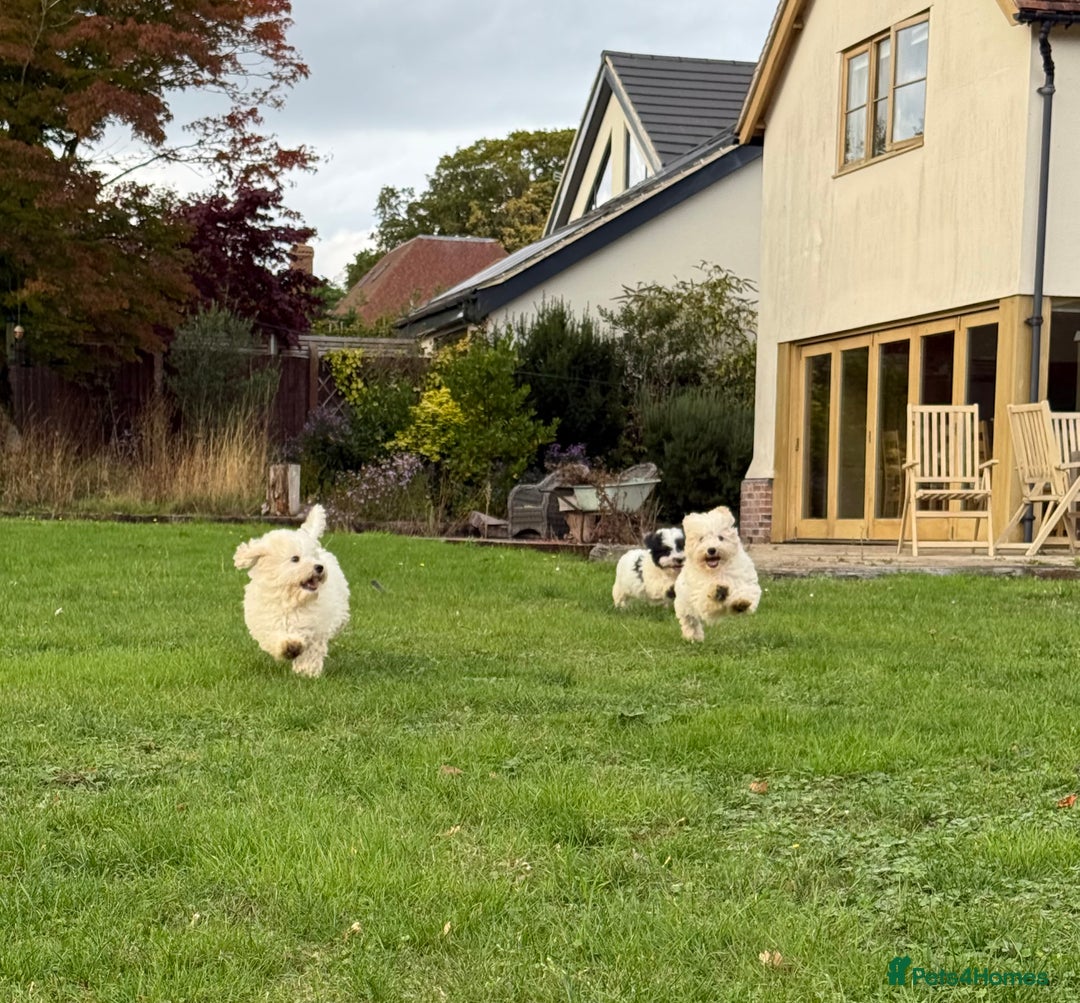 Maltipoo dogs for sale: 🌟LAST 2🌟 Black+White Boy 🐼 Biscuit+White Girl🍪 - Image 2