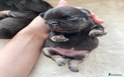 French Bulldog dogs for sale: Beautiful litter off French bulldog puppies  - Image 2