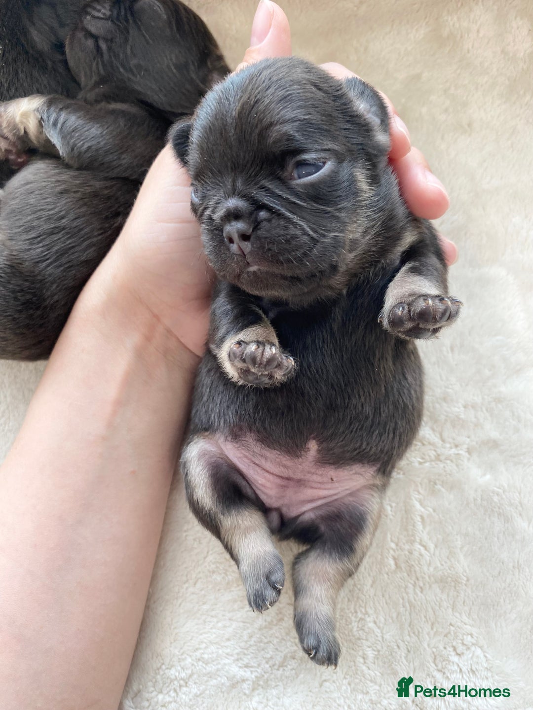French Bulldog dogs for sale: Beautiful litter off French bulldog puppies  - Image 2