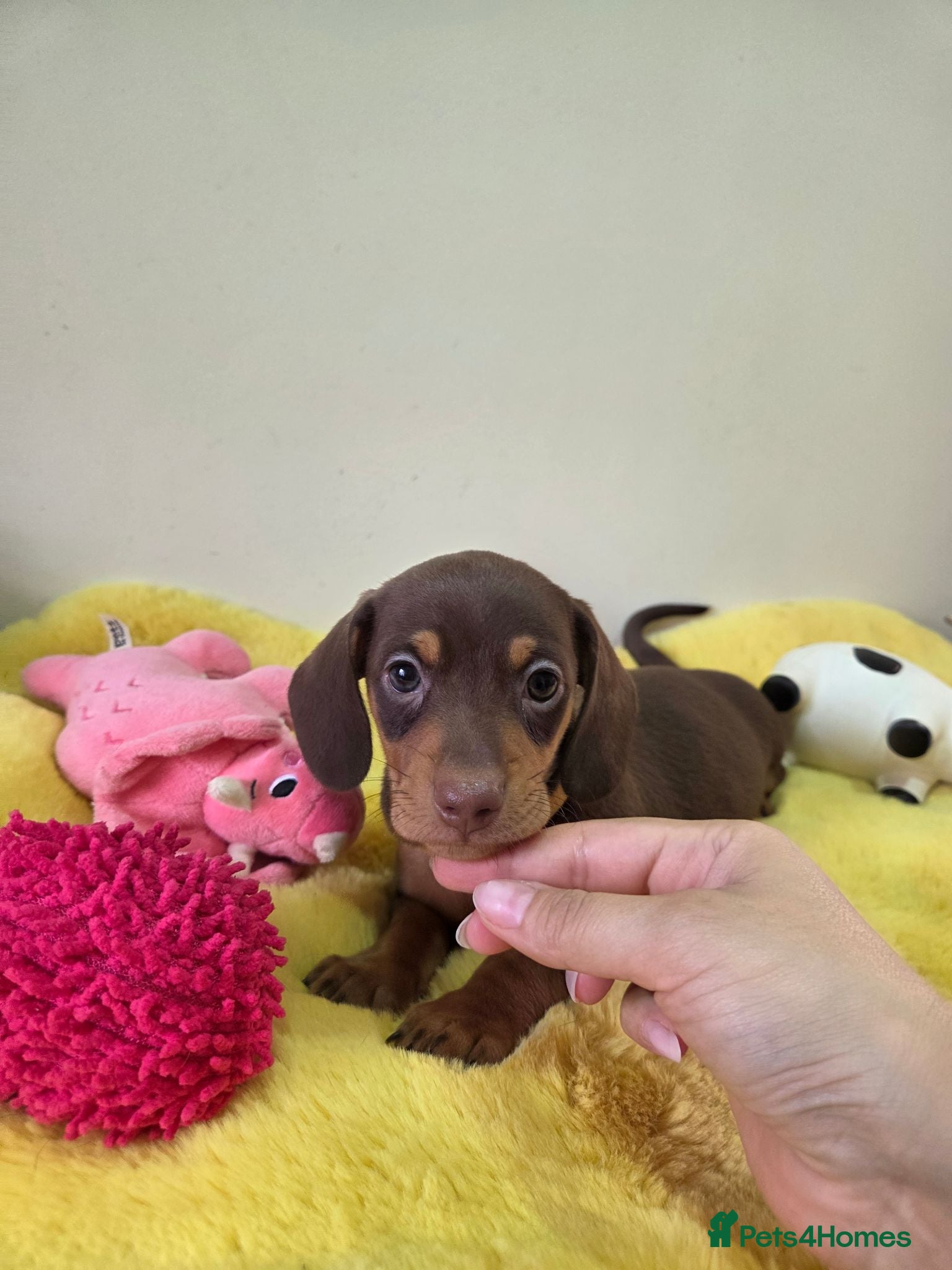 Miniature Dachshund dogs Kc registered Miniature Dachshund  - Advert 2