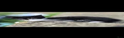 Mixed Breed cats for sale: Beautiful kittens for sale in Andover - Advert 6