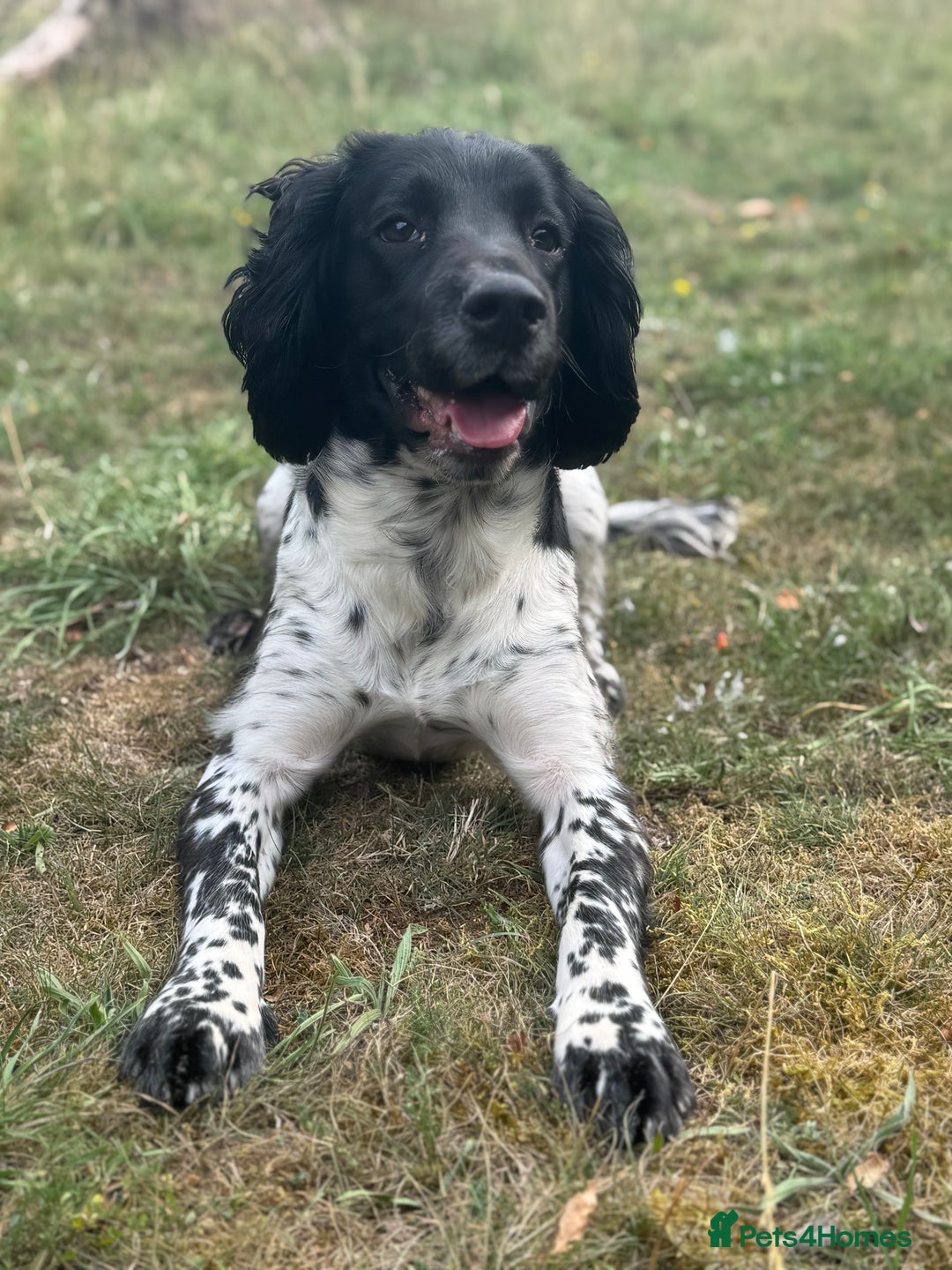 English Springer Spaniel dogs for sale: Lovely ESS (AD ON HOLD) - Image 3