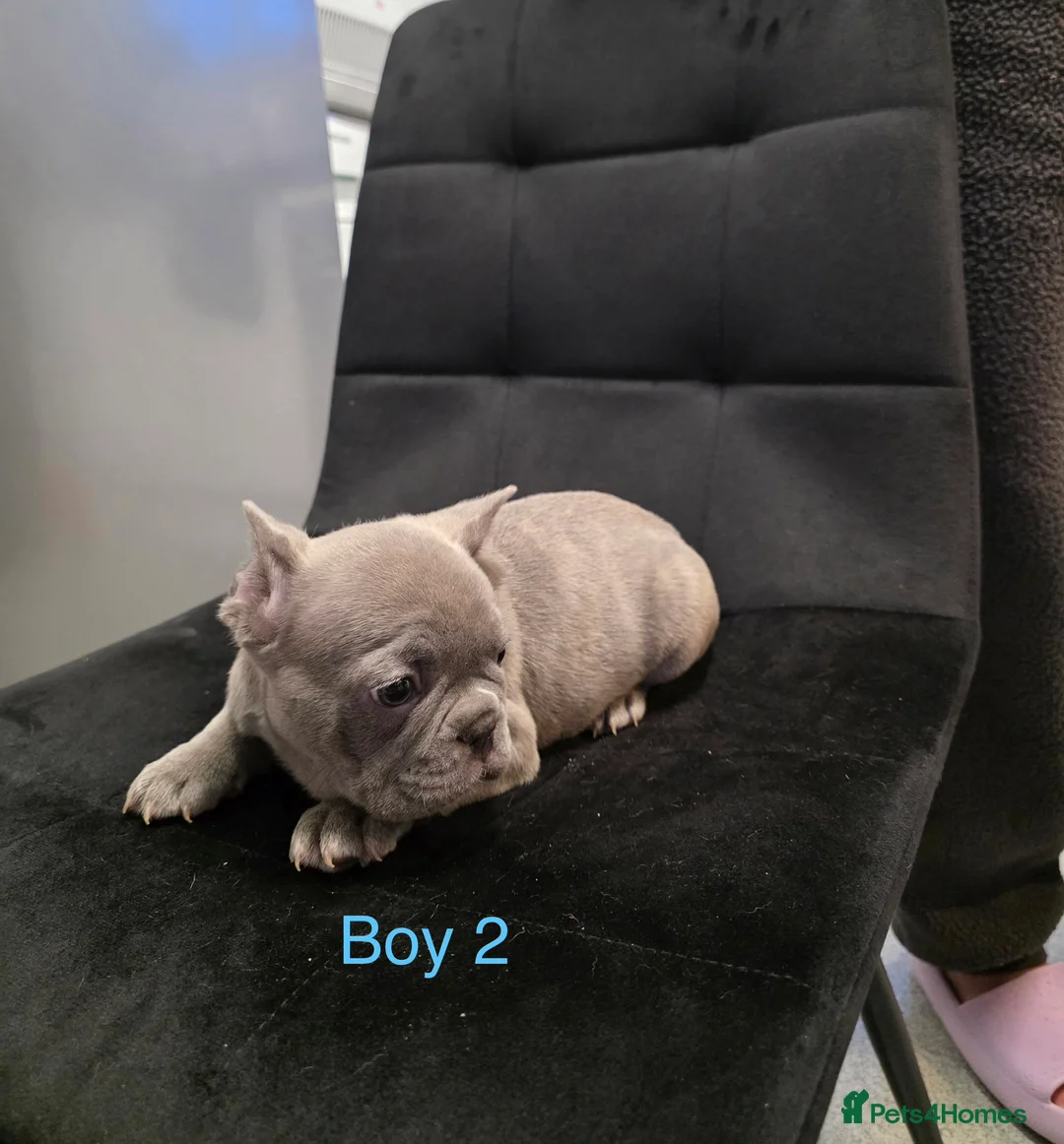 French Bulldog dogs for sale: FrenchBulldog Puppies  - Advert 6