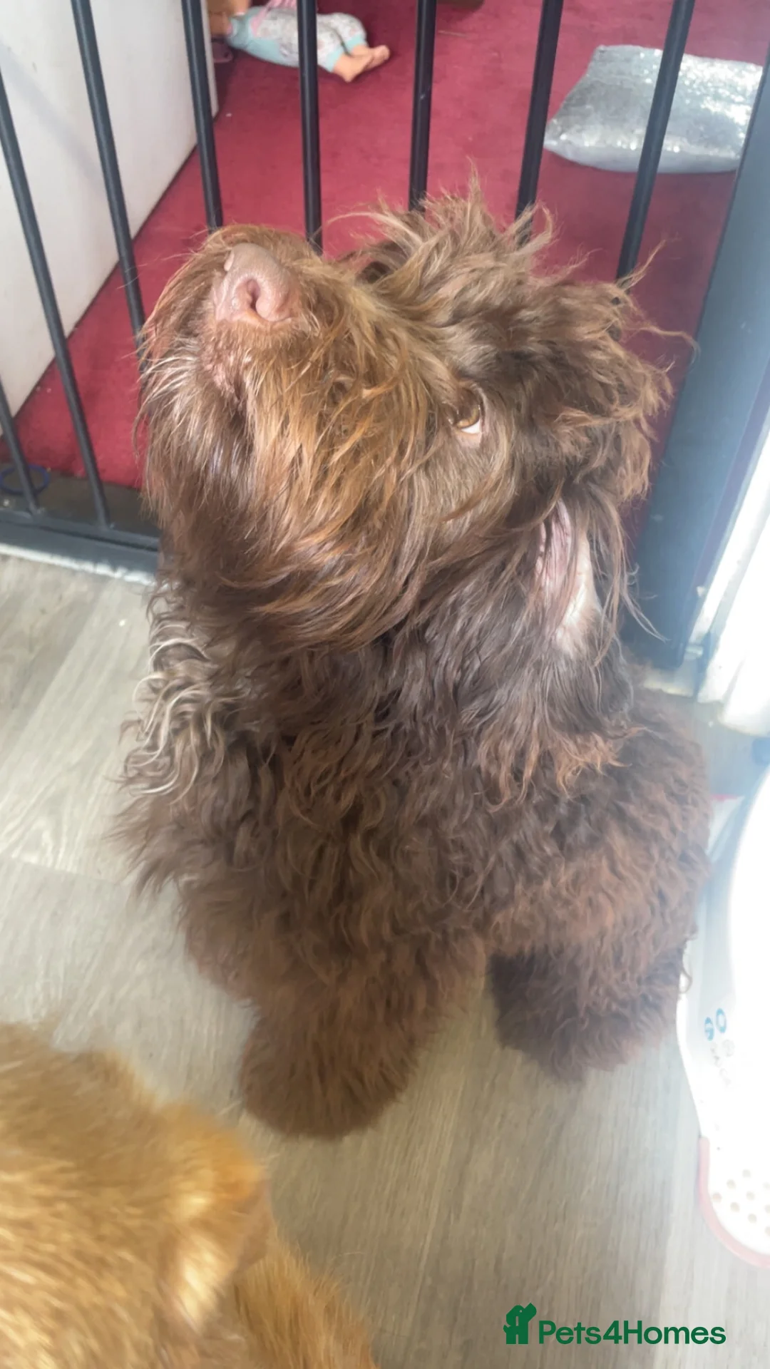 Mixed Breed dogs for sale: Cockapoo cross pups - Advert 2