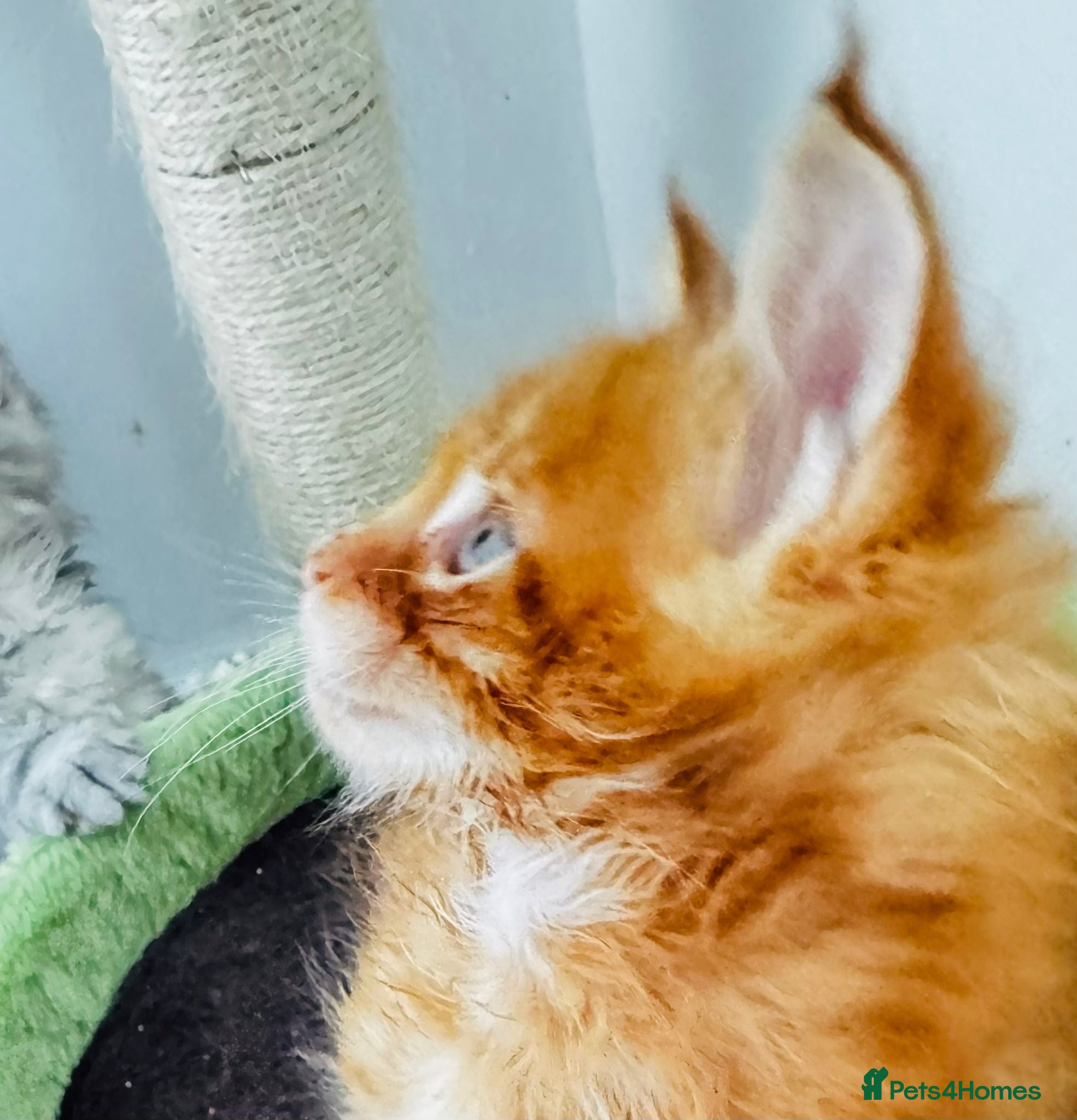 Maine Coon cats Pure breed XXL Maine Coon kittens  - Advert 7