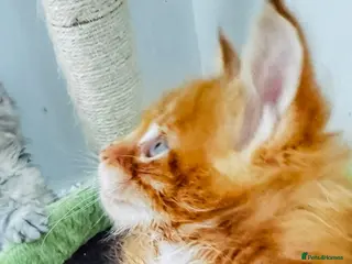 Maine Coon cats Pure breed XXL Maine Coon kittens - Advert 7