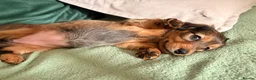 Dachshund dogs for sale: Male Standard longhair dachshund - Advert 2