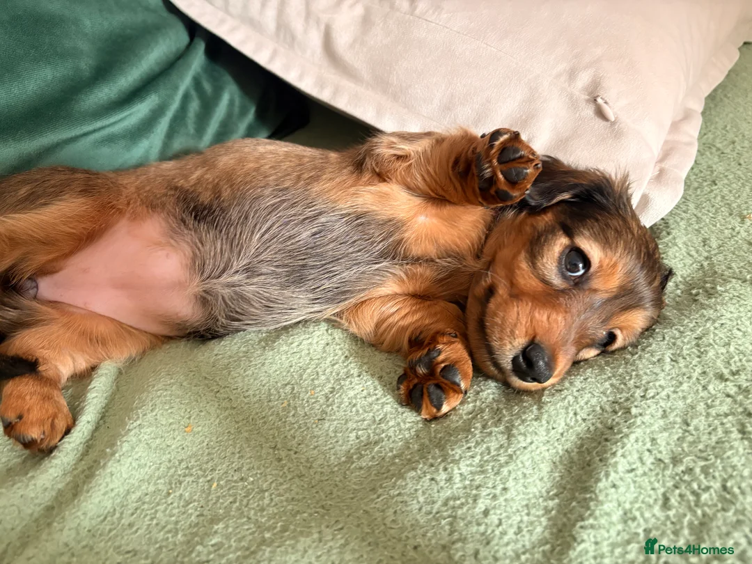 Dachshund dogs for sale: Male Standard longhair dachshund - Advert 2