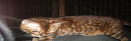 Bengal cats for sale: Beautiful Male Bengal - ready to leave  in Manchester - Advert 11