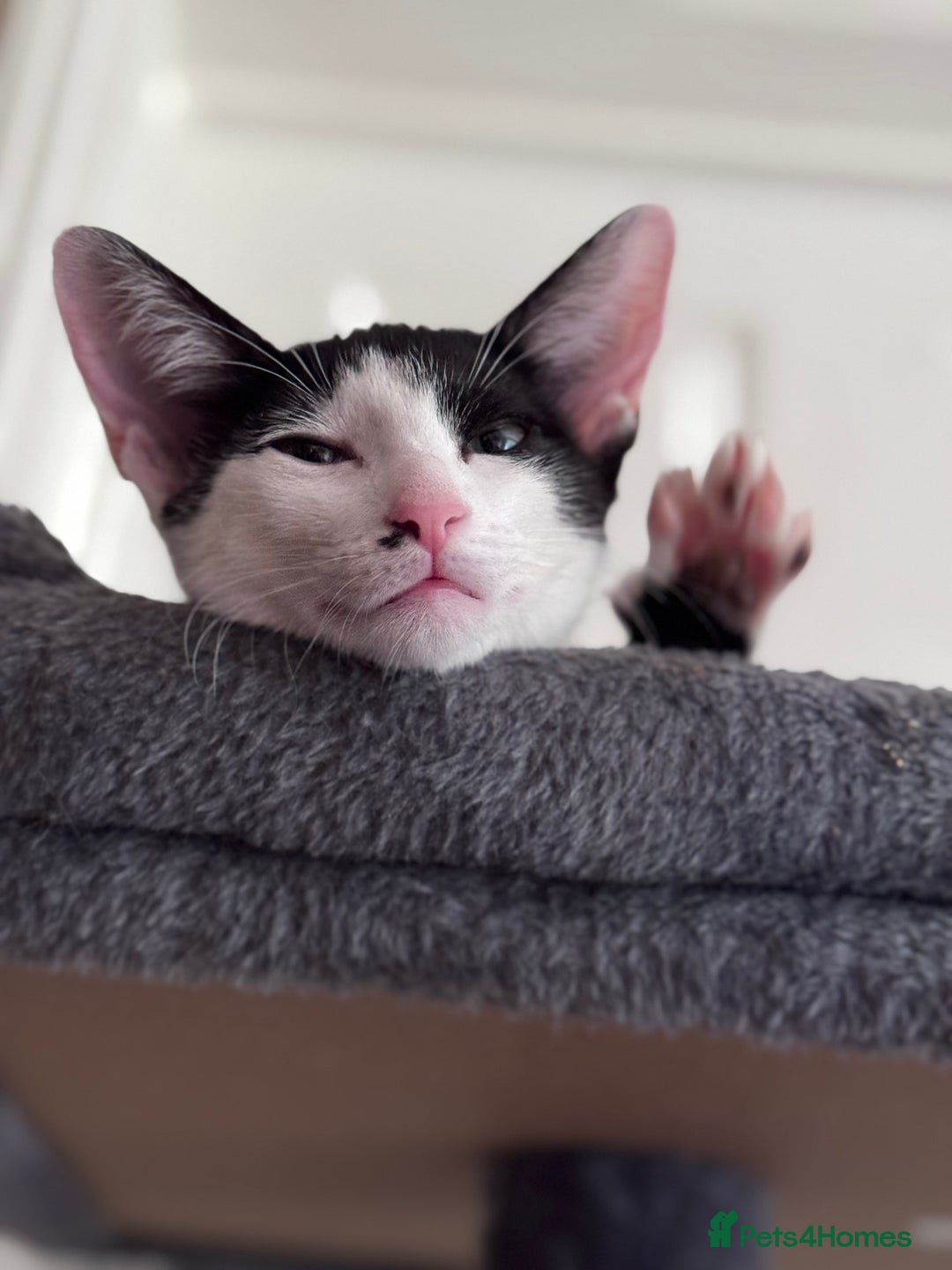 Oriental cats for sale: Ready now! Oriental shorthair kittens mix - Image 24