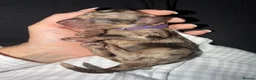 Cockapoo dogs for sale: Cockapoo experience from birth to home 12.5.26 🥰 - Advert 19