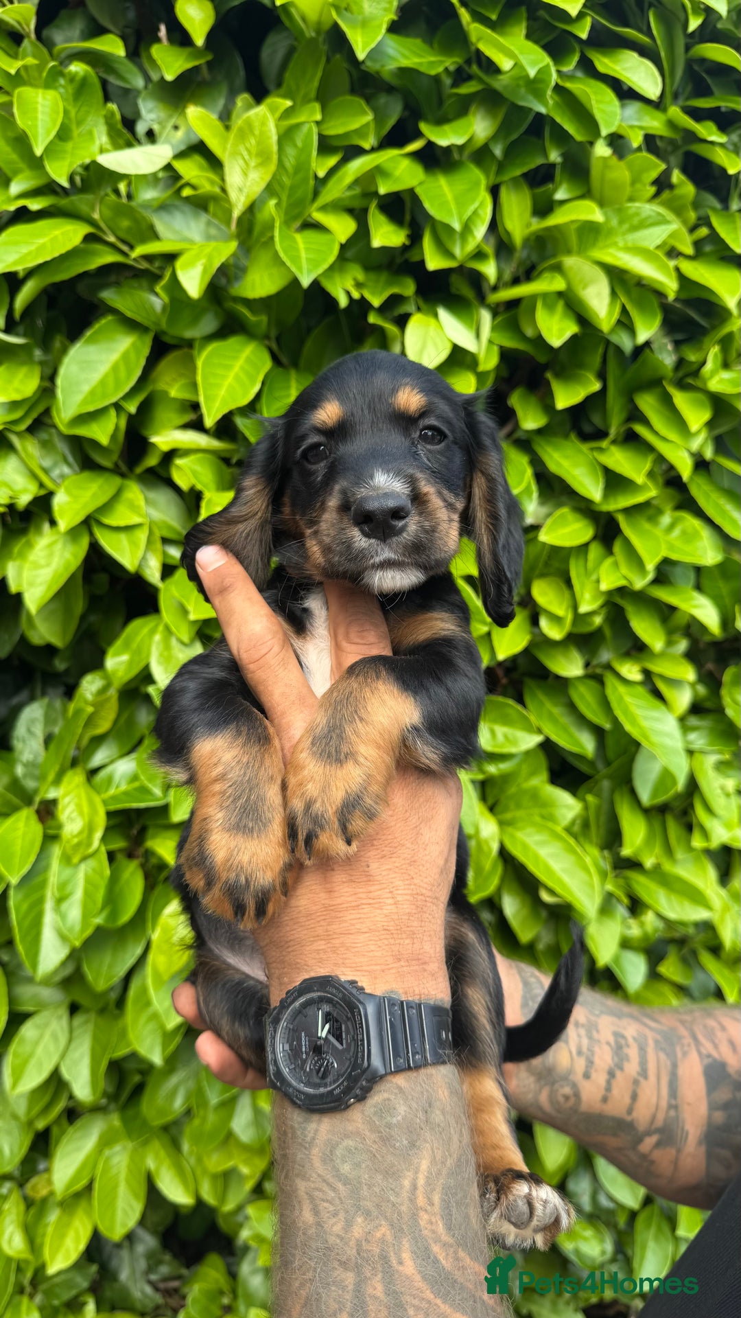 Cocker Spaniel dogs for sale: Cocker spaniels pups looking for a forever 🏡  - Image 3