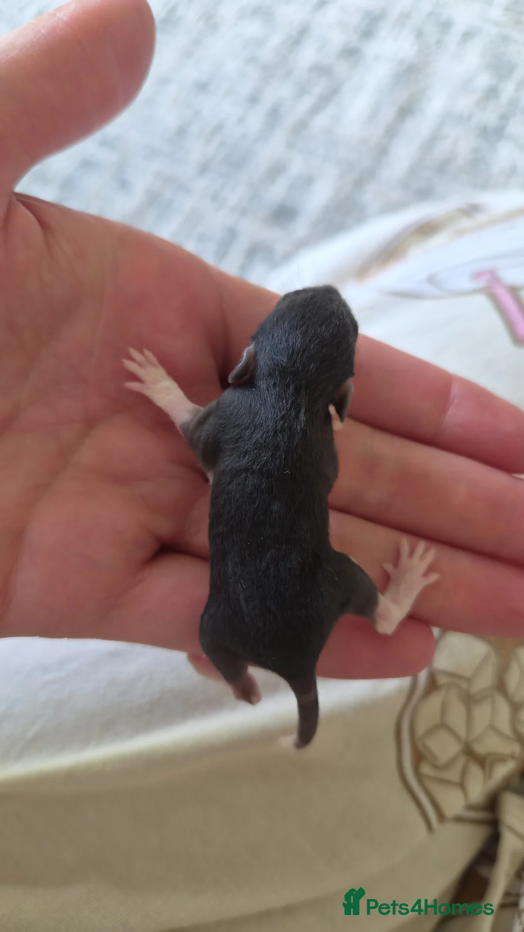 Rat rodents for sale: Stunning litter of Dumbo rats. - Advert 6