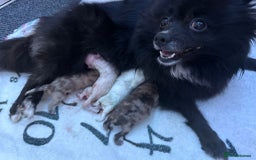 Pomeranian dogs for stud: Merle Pomeranian Stud  in Liverpool - Image 16
