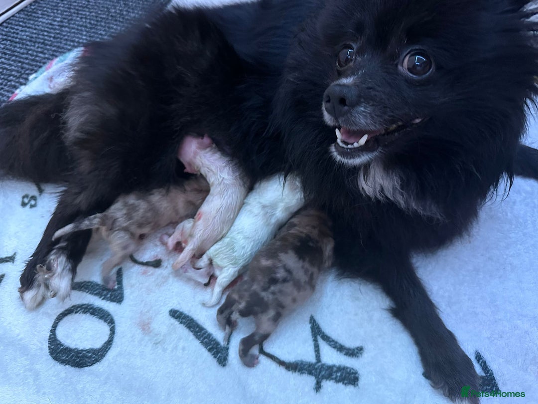 Pomeranian dogs for stud: Merle Pomeranian Stud  in Liverpool - Image 16