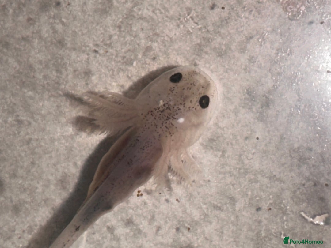 Axolotl reptiles for sale: Baby axolotls  - Advert 3