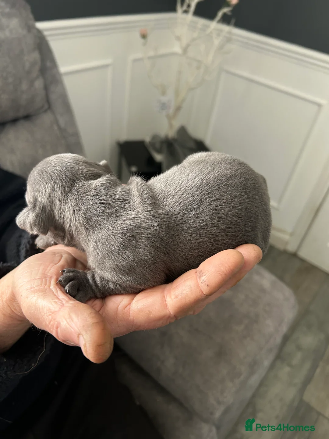 Staffordshire Bull Terrier dogs for sale: Sbt puppies  - Advert 2