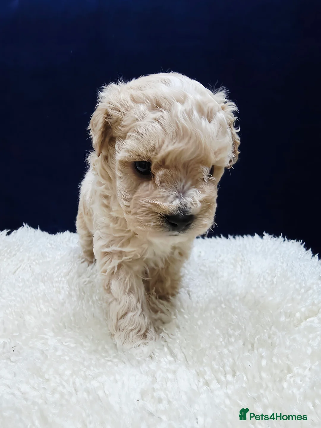 Maltipoo dogs for sale: F1B Maltipoo Puppies, Toy Size, Hypoallergenic, - Advert 14