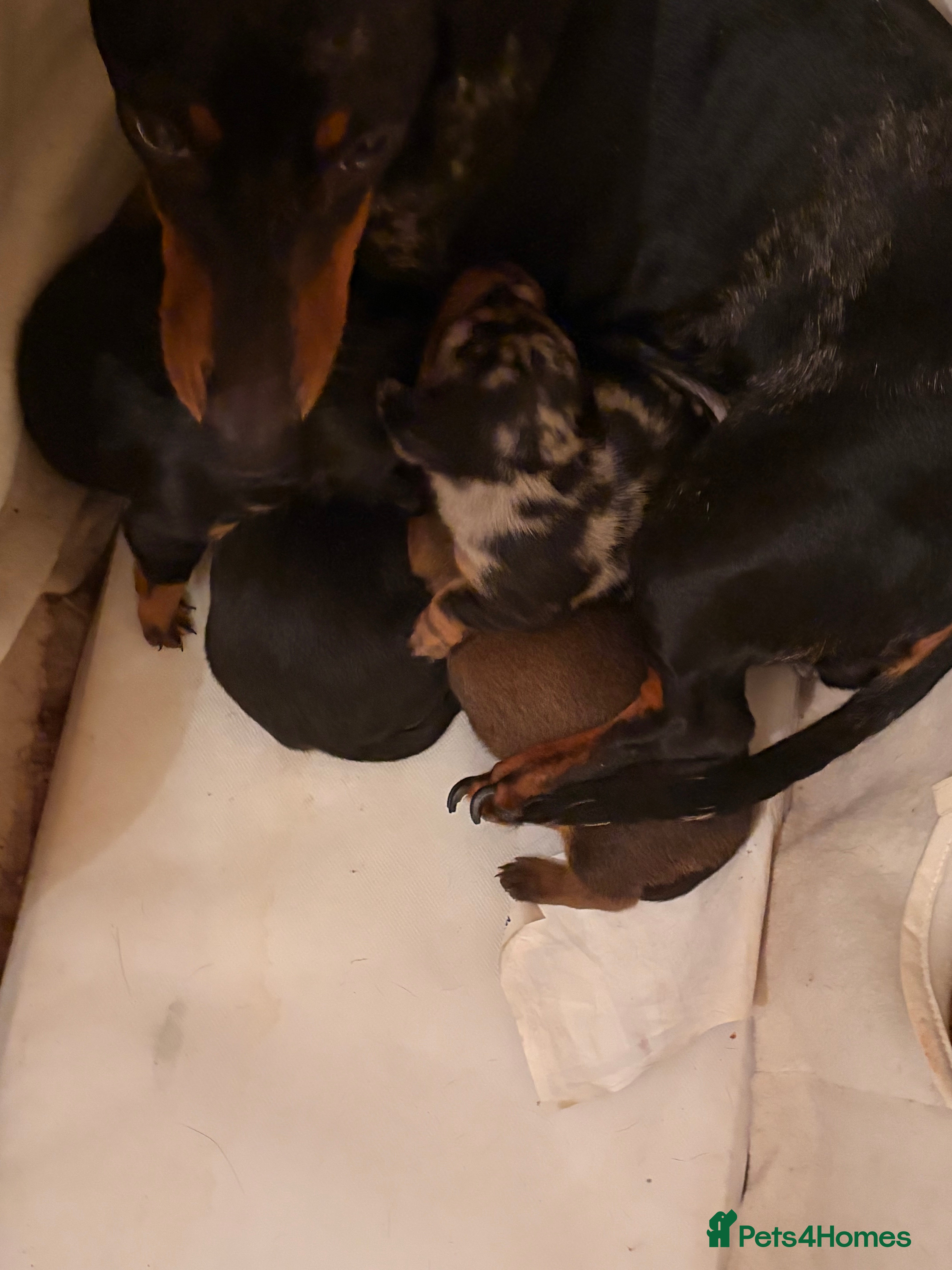 Dachshund dogs 4 beautiful dachund puppys  - Advert 6