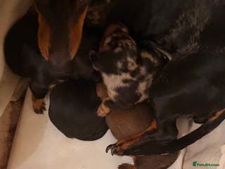 Dachshund dogs Girl tan Dachund available - Advert 10