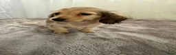 Miniature Dachshund dogs for sale: Beautiful long coat puppies ready now - Advert 14