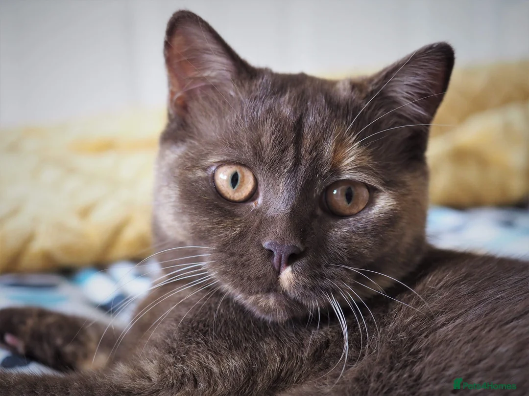 British Shorthair cats for sale: Cinnamon, Lilac & Ginger TICA Reg - Advert 12