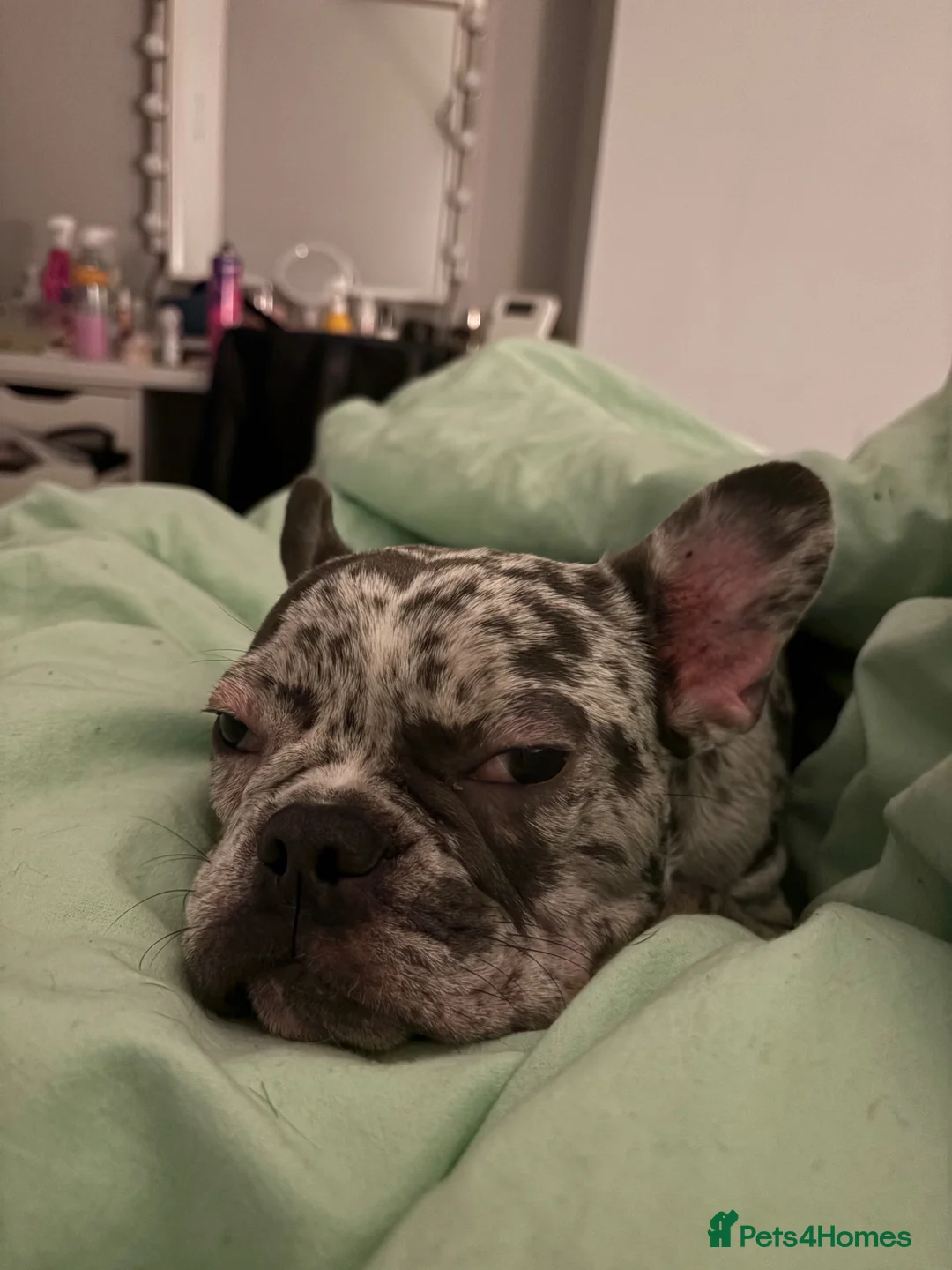 French Bulldog dogs for sale: French bulldog  in Saint Helens - Advert 1