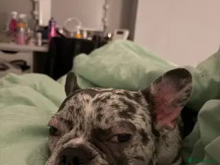 French Bulldog dogs French bulldog - Advert 3