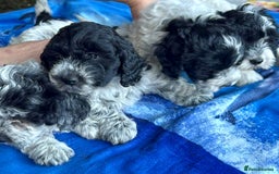 Mixed Breed dogs for sale: Lagotto Romagnolo X Bishon Frise - Image 1