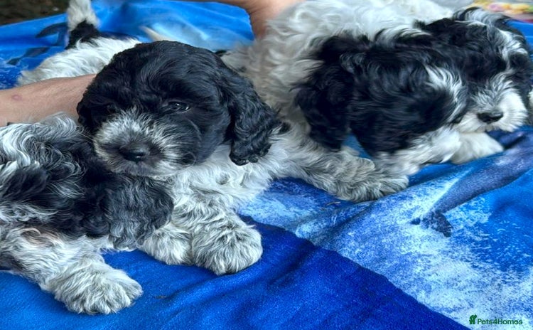 Mixed Breed dogs - Advert 13