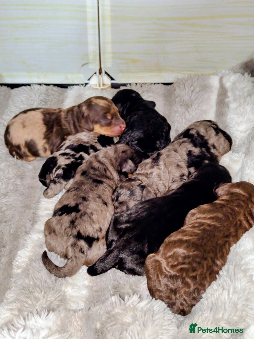 Cockapoo dogs for sale: Beautiful F1b toy cockapoos - Advert 1