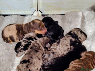 Cockapoo dogs Beautiful F1b toy cockapoos - Advert 2