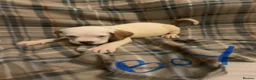 Mixed Breed dogs for sale: Large mix dog breed  in Edinburgh - Advert 14