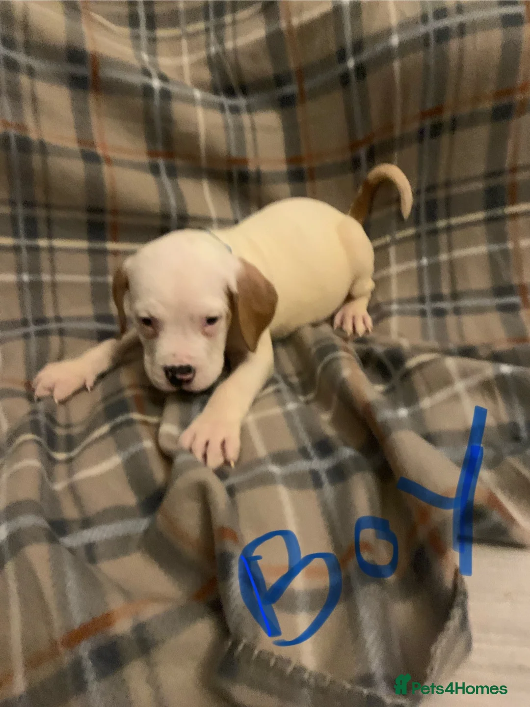 Mixed Breed dogs for sale: Large mix dog breed  in Edinburgh - Advert 14