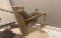 British Shorthair cats for sale: BRITISH SHORT HAIR LILAC KITTENS  - Advert 10