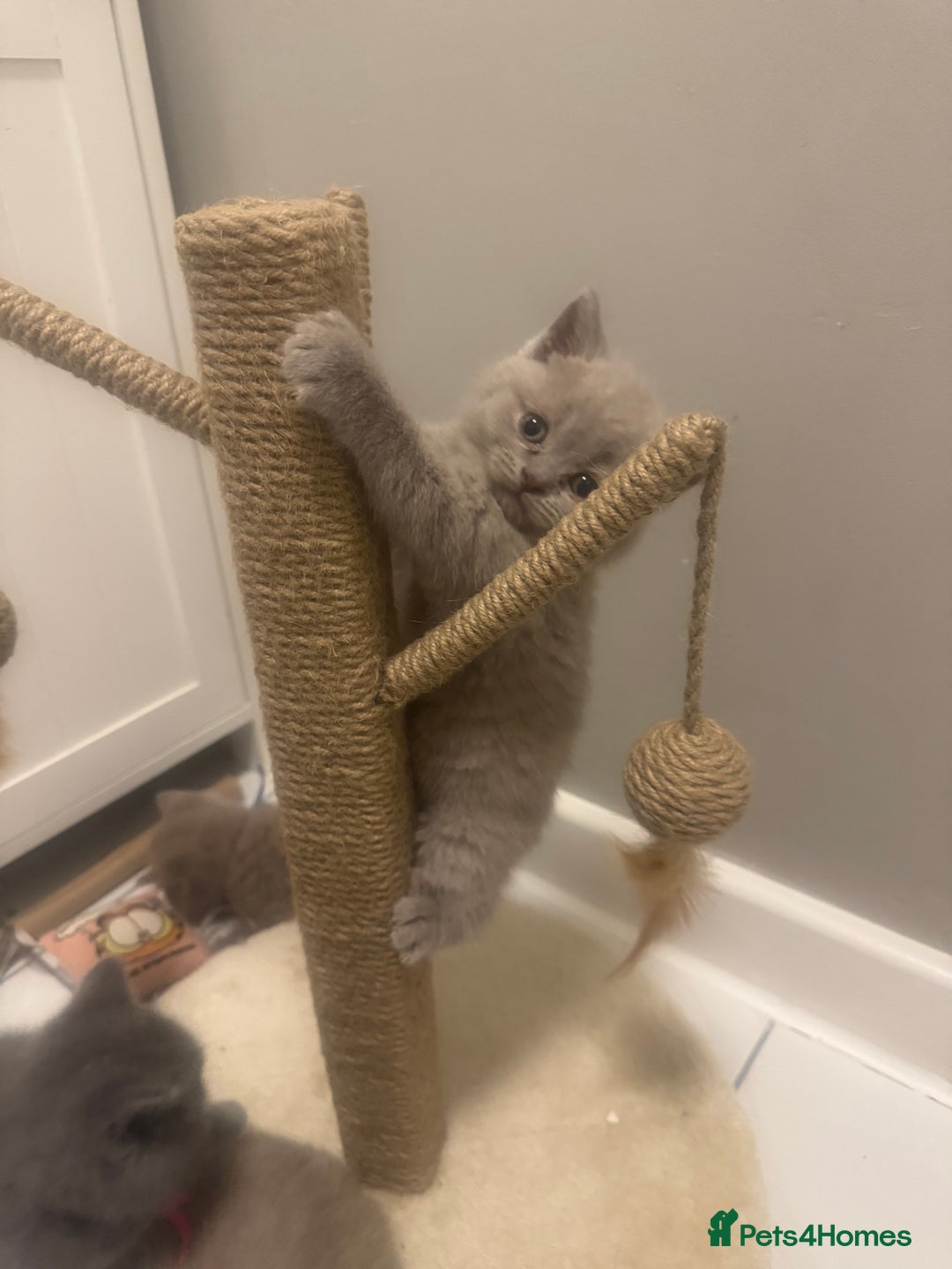 British Shorthair cats for sale: BRITISH SHORT HAIR LILAC KITTENS  - Advert 10